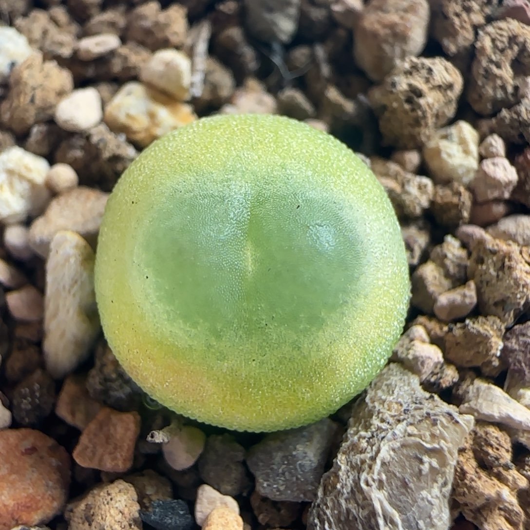 0960/尺寸0.9/紫皮拉登/