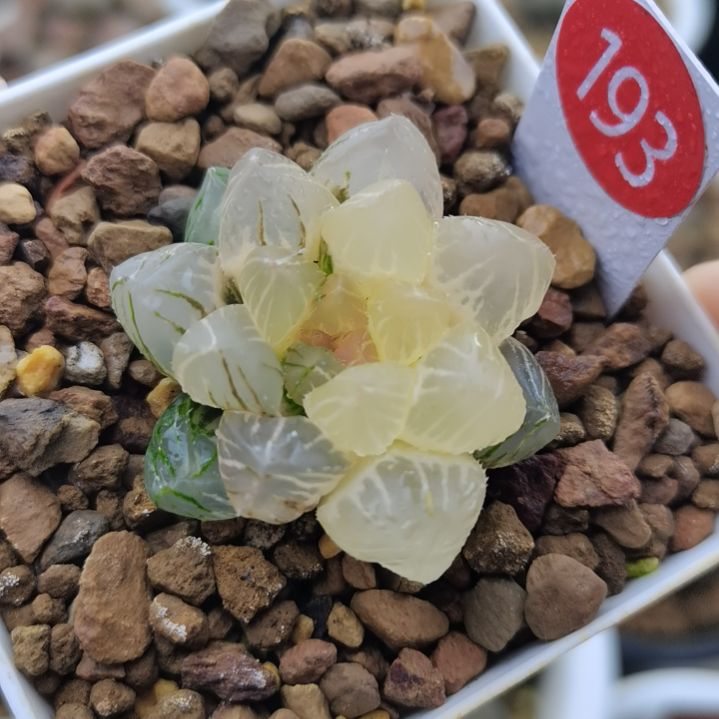 193号OM玉露锦一物一拍带盆土发货满38包邮
