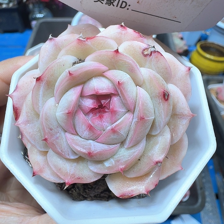 杂交多肉植物300