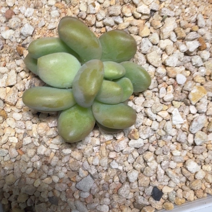 X系列美人新品  一物一拍