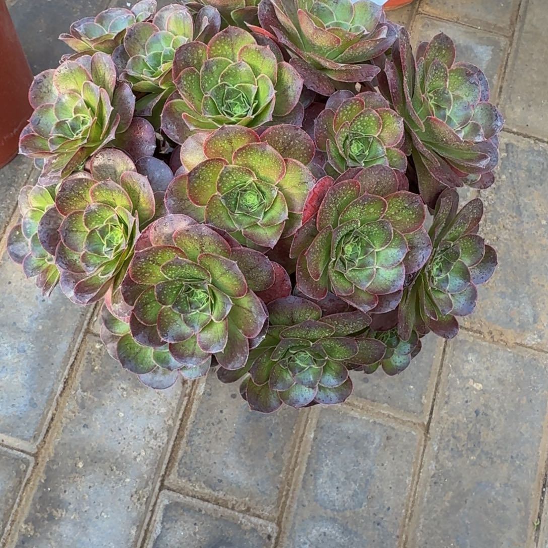 ****魅金玫瑰丛林341肉肉肉