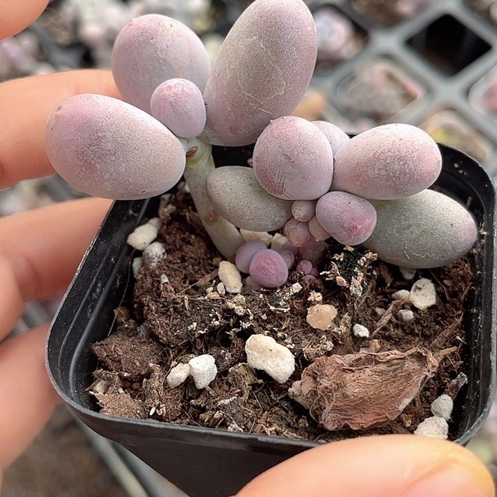 一物一拍满18包邮