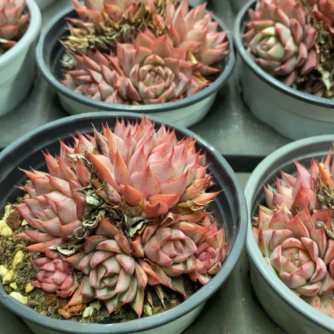 48。林杰安娜。群生。