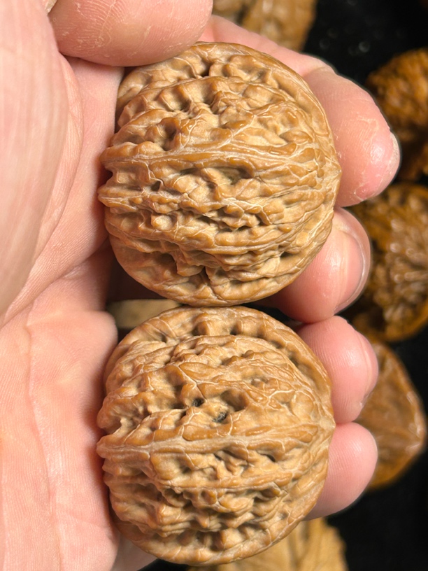 文玩核桃，全品红皮山地正磨，无敌红皮，边39肚38高34