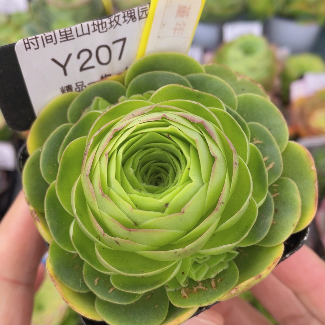 堇年福利207一物一拍