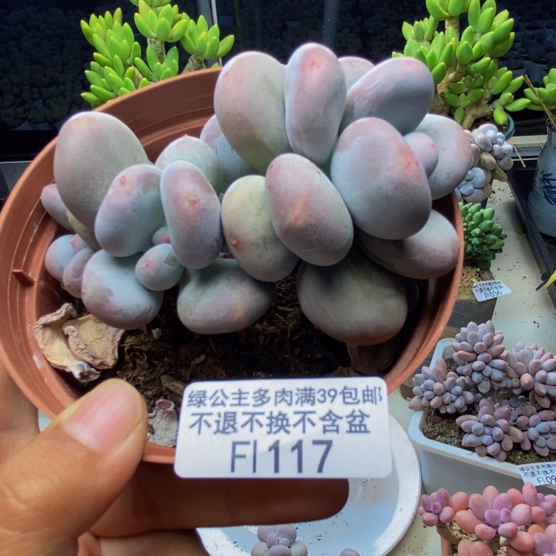 117大叶奶多肉8c m