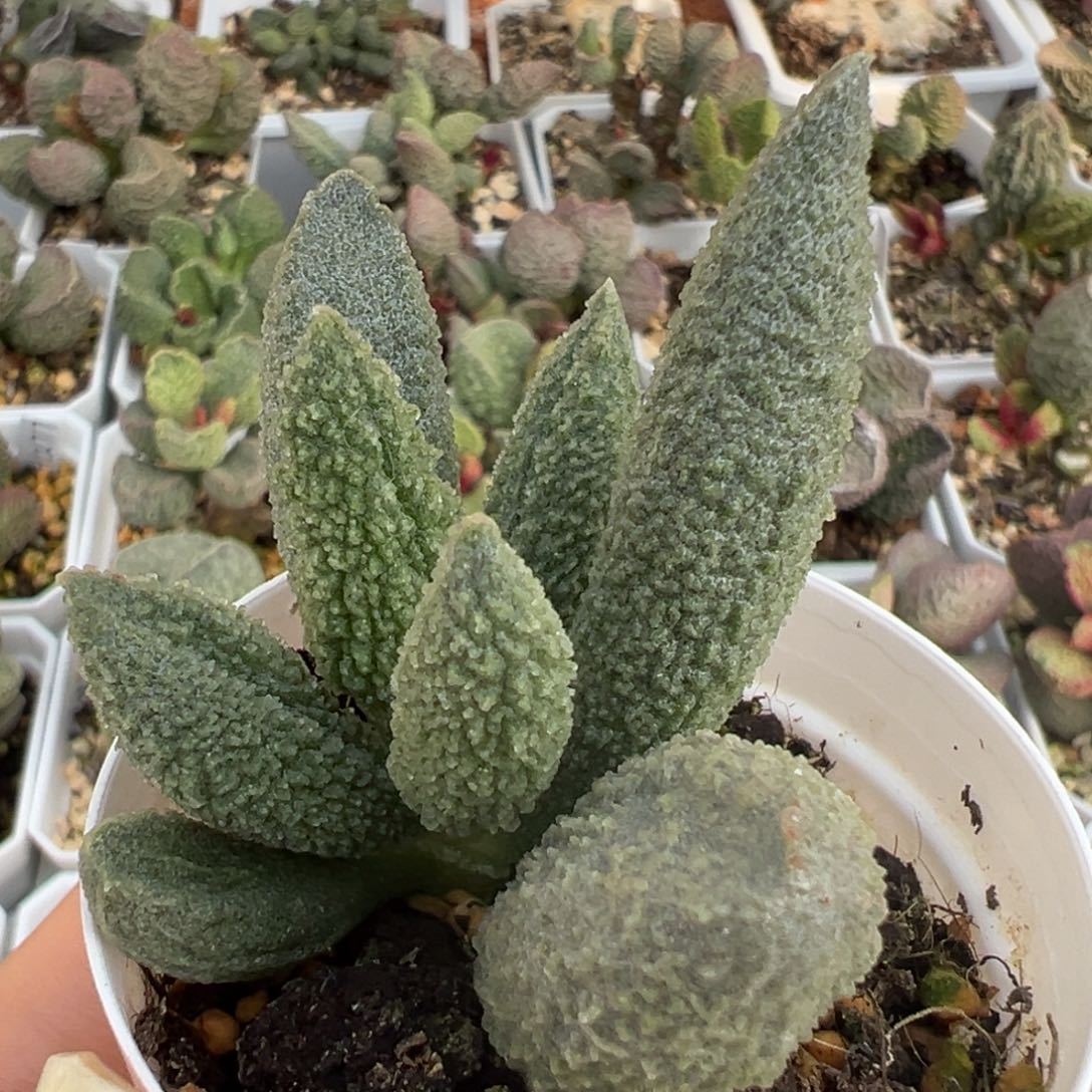 大叶型实生新品多肉植物