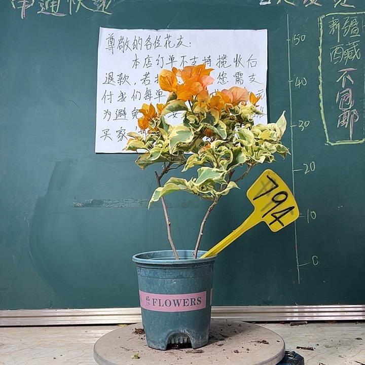 完全开放 双杆 金边黄  794