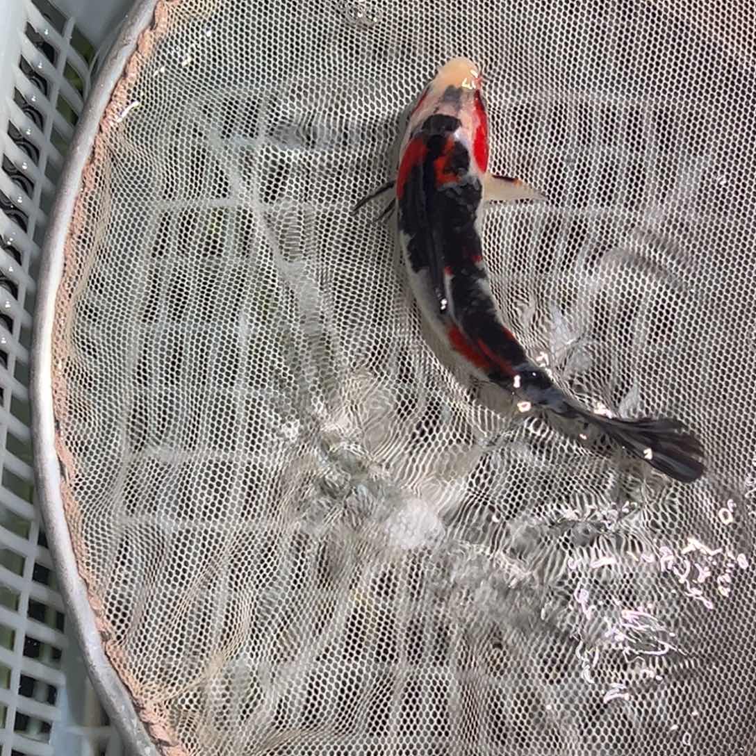 海水鱼锦鲤观赏鱼