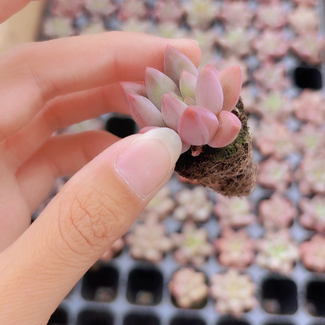 小穴苗金鱼姬多肉植物