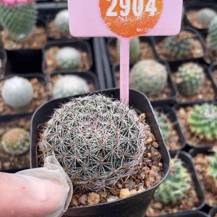 樱***悦实生乳突290400000000