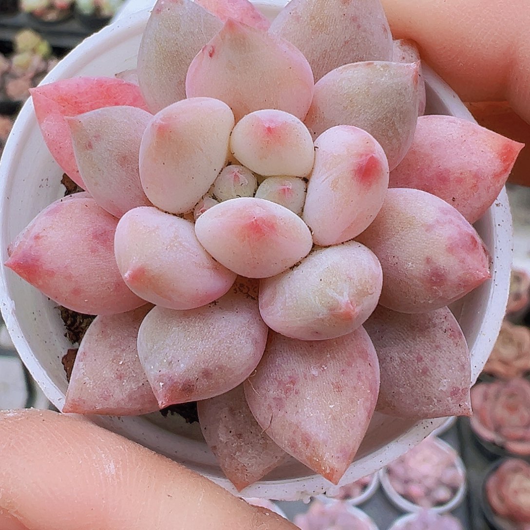 半夏19包邮多肉植物