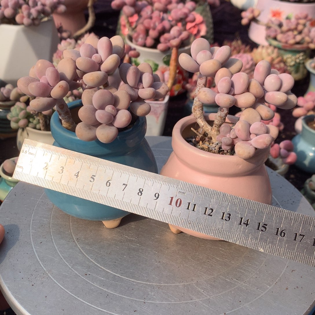 2颗带盆偏远地区不包邮的