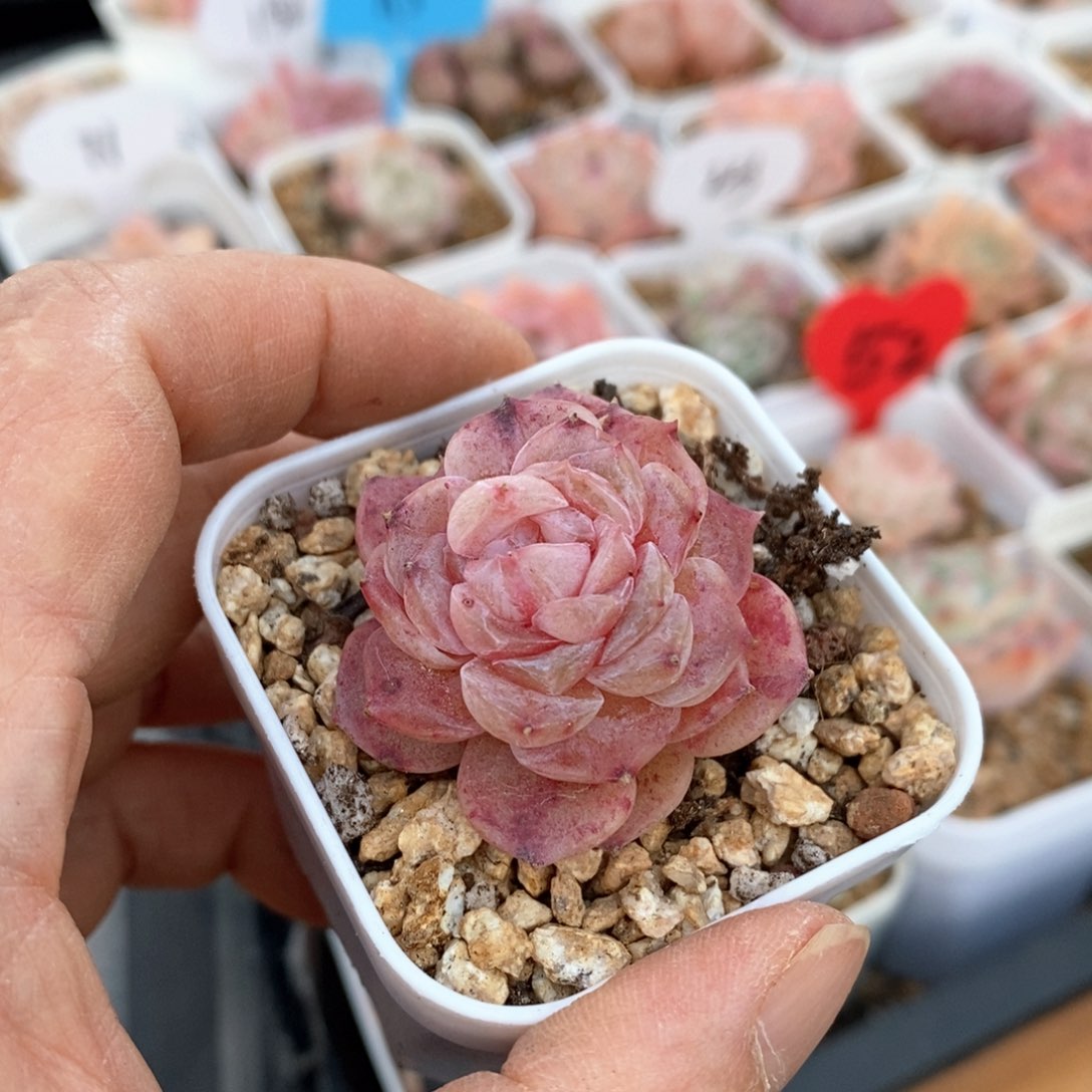 精品多肉一物一拍不包整173