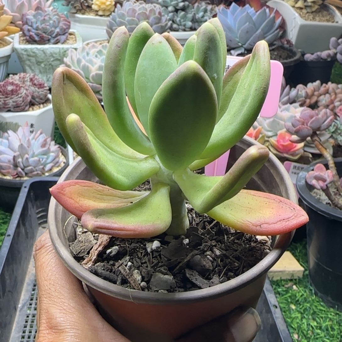 锦安精品多肉植物251