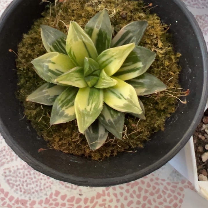 雨露锦多肉植物量拍