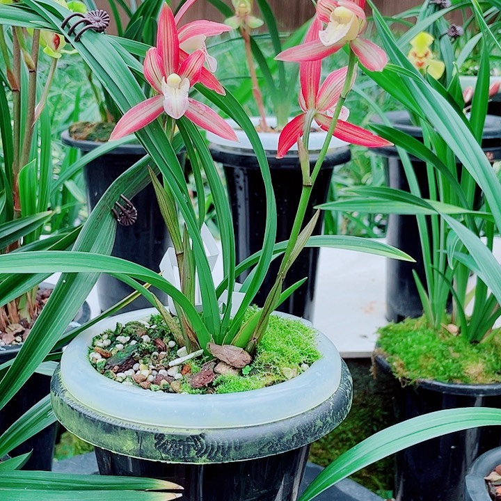 小***仔完全开放一物一漂亮开花