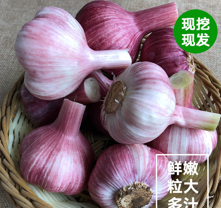 2025河南现挖现发新鲜湿大蒜【可腌制糖蒜】