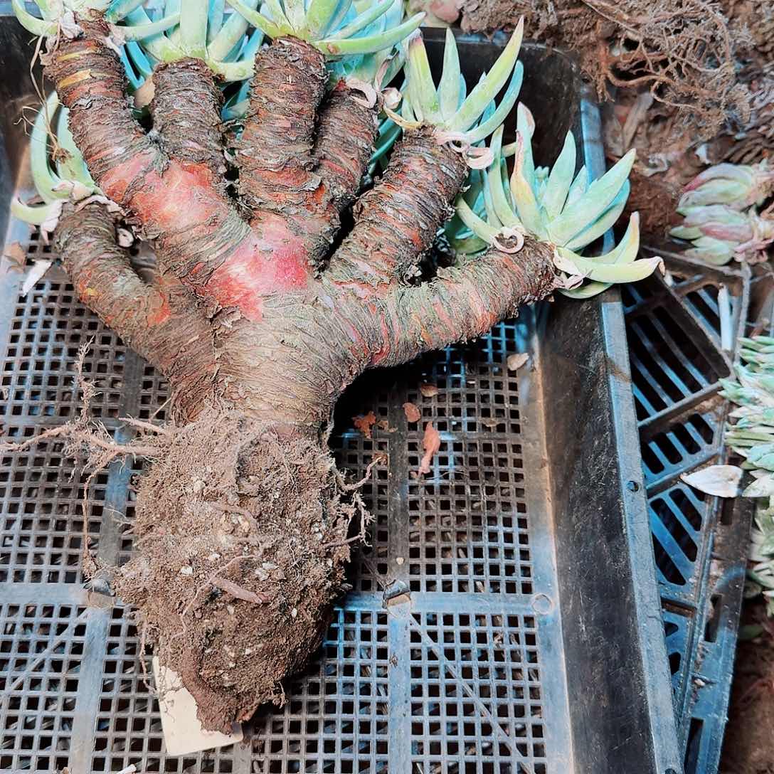 9378瑕疵框拍不售后