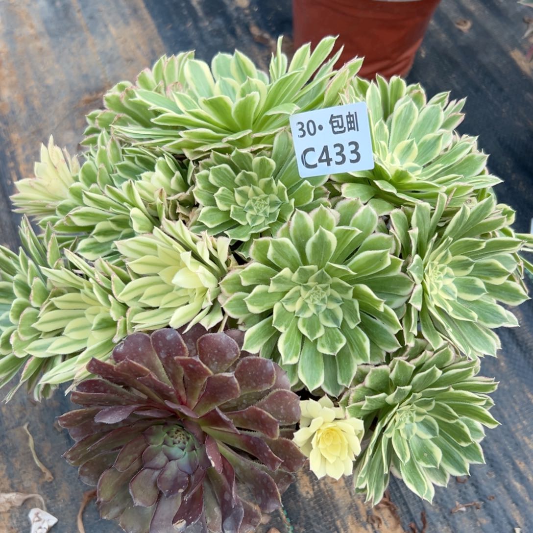 433 新品多肉法师