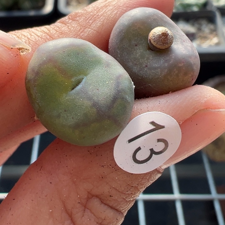 13号双12嗨一天不代表出货价格