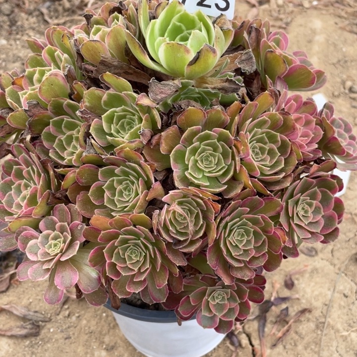无花朵723多肉植物安娜