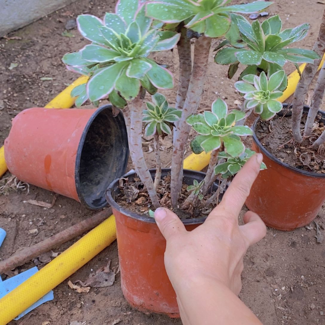 1456 号一物一拍多肉植物