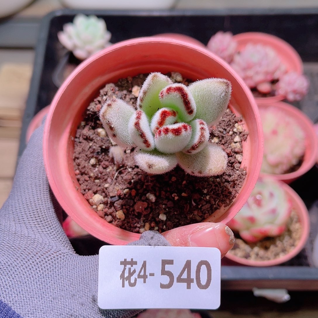 花04-540月兔耳单头