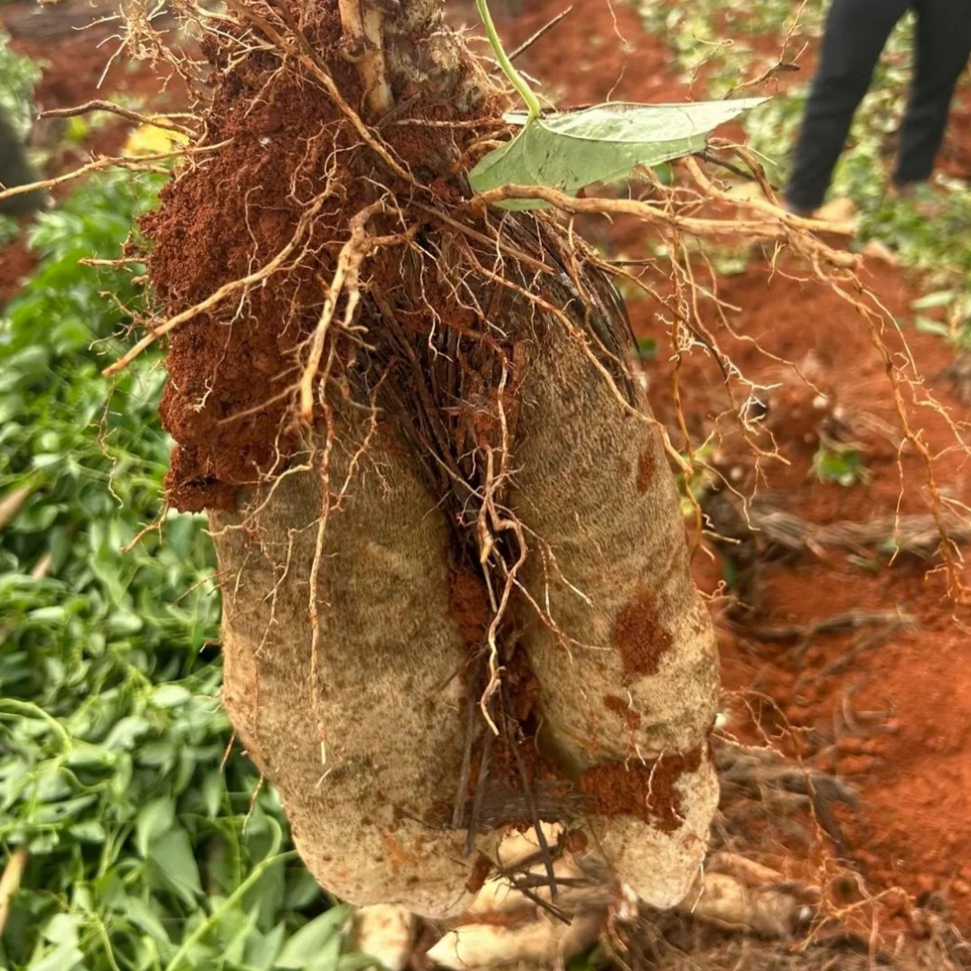 贵州高山生态农家山药