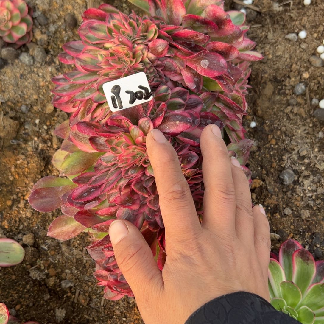 202荔枝缀多肉多肉植物