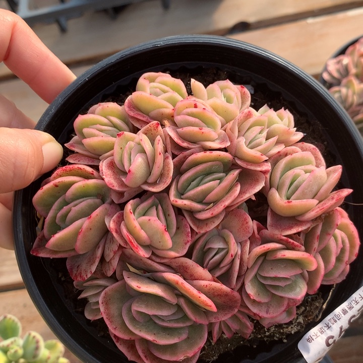 冰玫瑰锦多肉植物