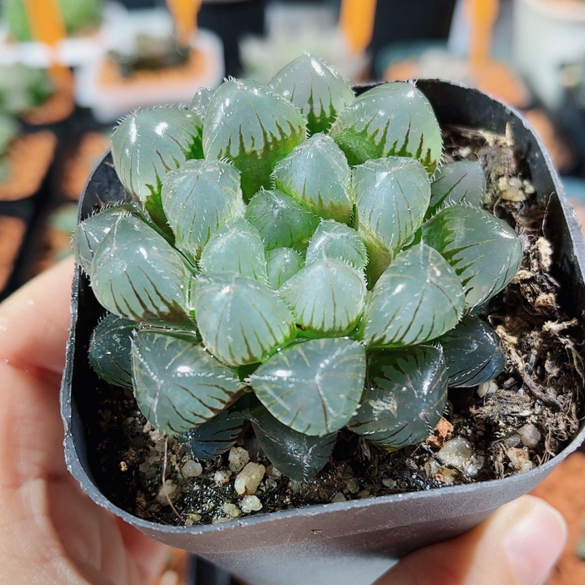 【闪购商品】赤线玉露