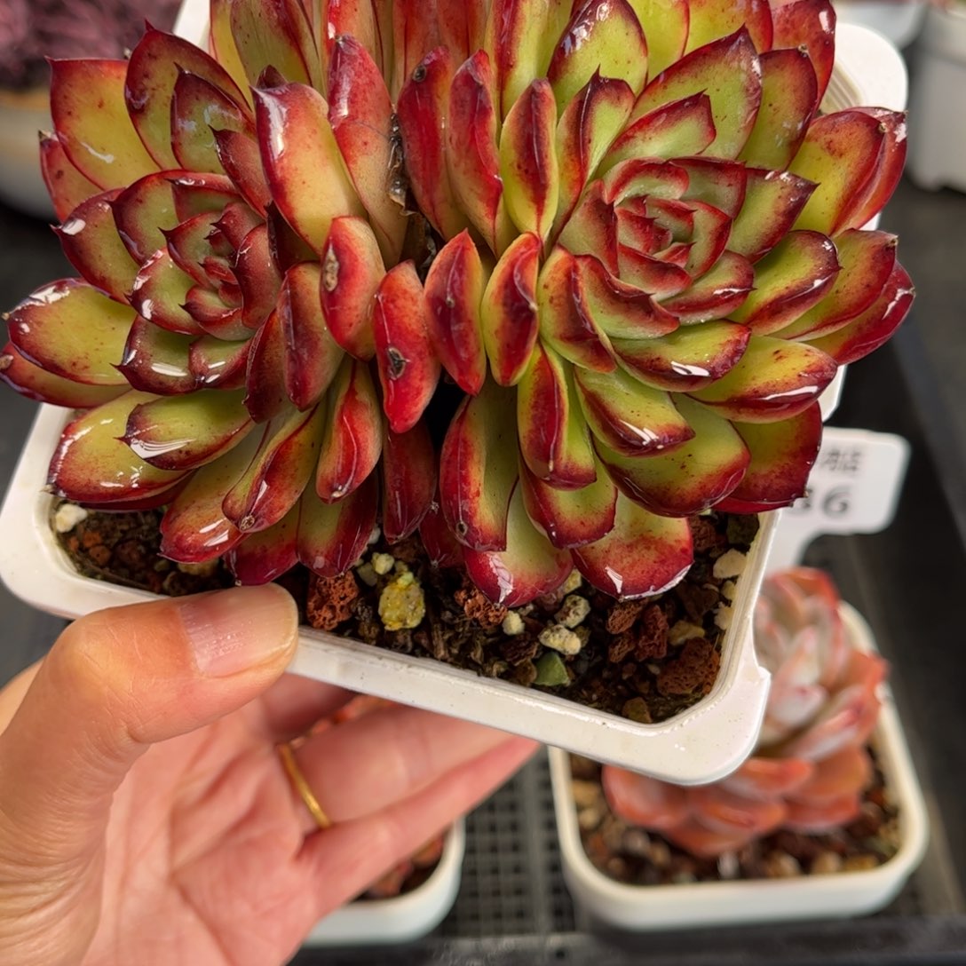 多肉植物1238 天冷必拍保温箱