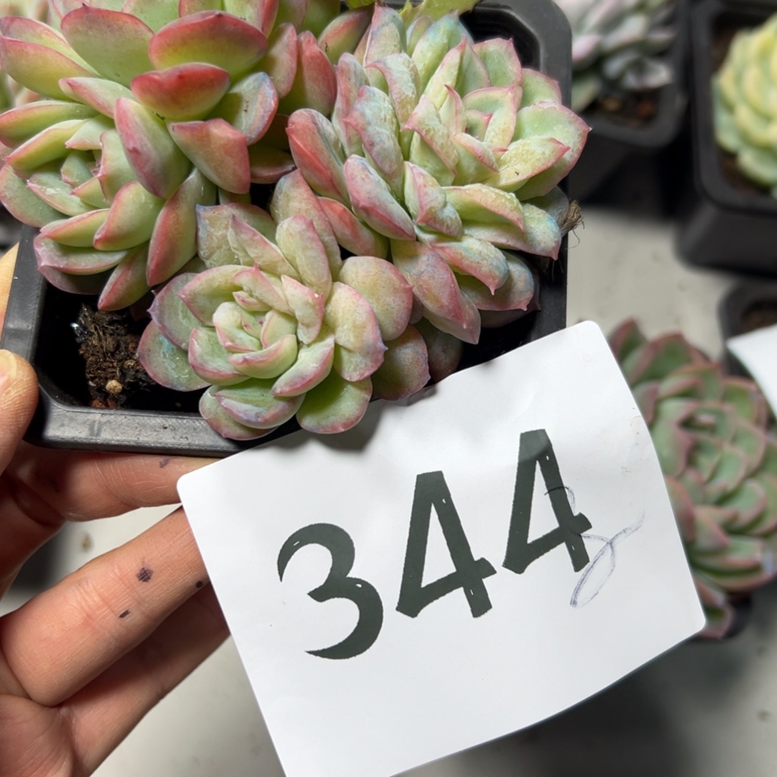 萱***子344？单独风风光光哥哥个吧