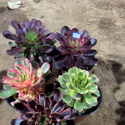 433多肉植物组合