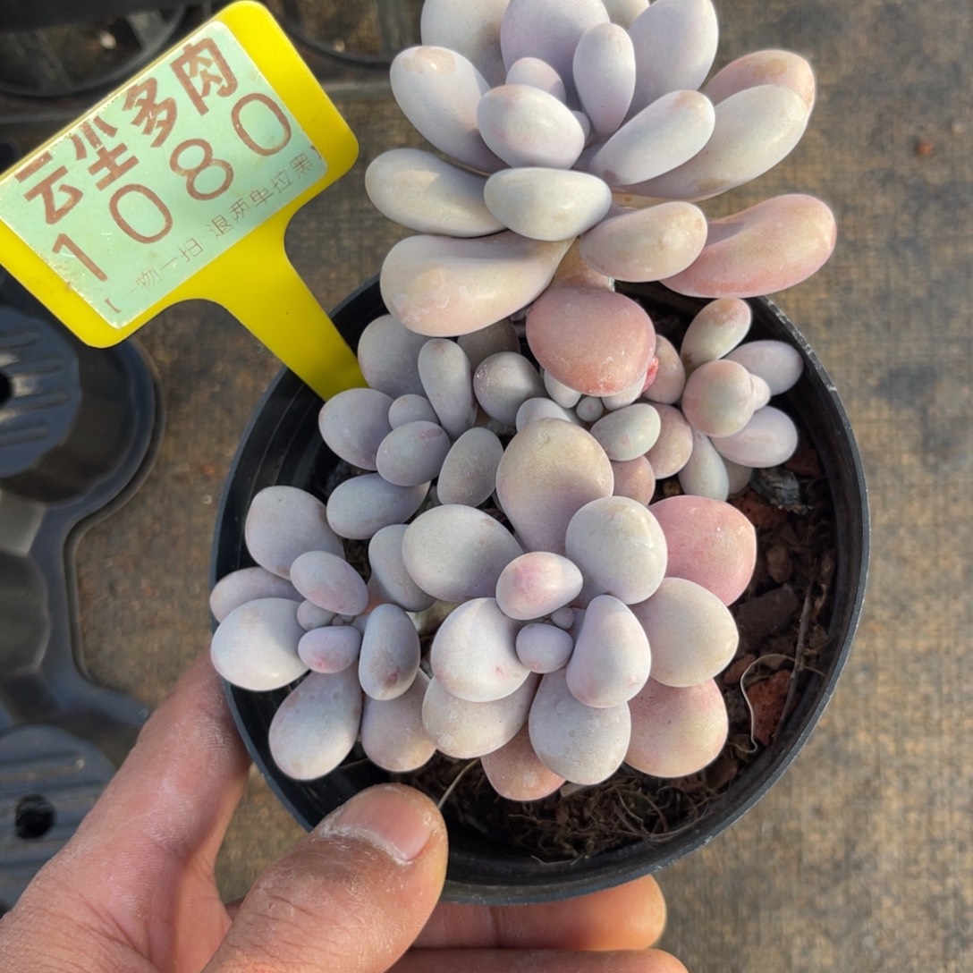 云尘多肉一物一拍1080