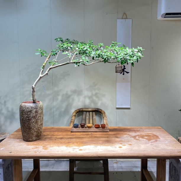 一木｜海岛栀子花灵动飘枝精品老桩意境盆景室内外造景