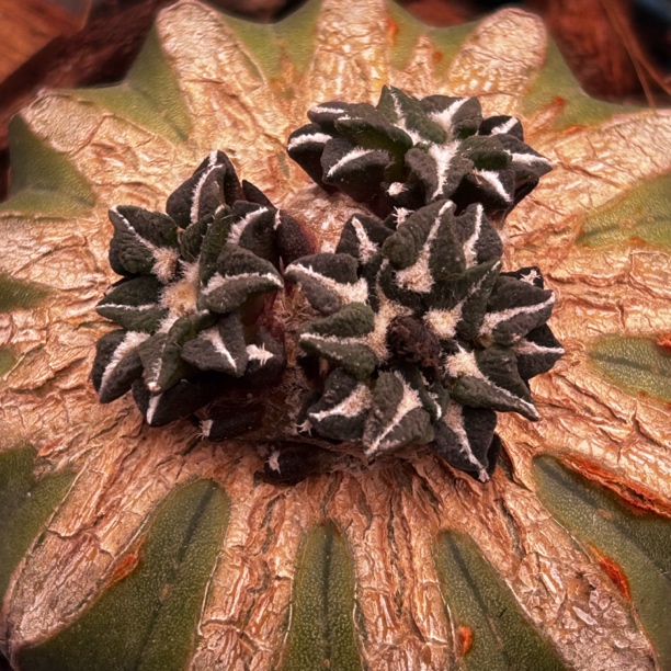 园艺仙人球/牡丹/黑牡丹/a69