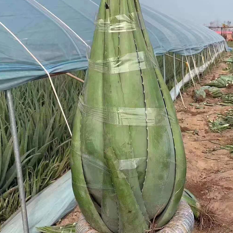 库拉索芦荟盆景植物种植食用美容补水