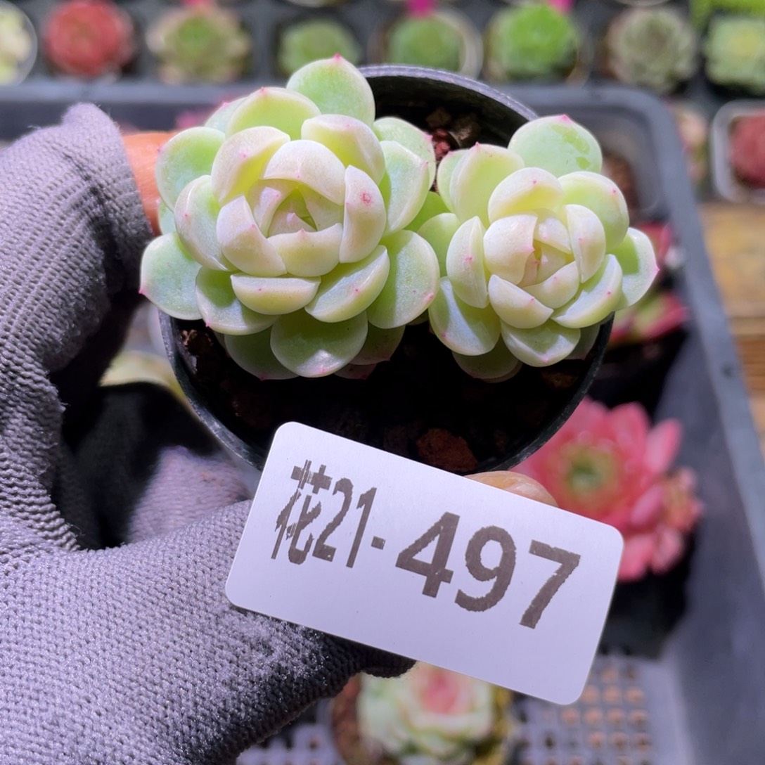 花利美21-497珍妮