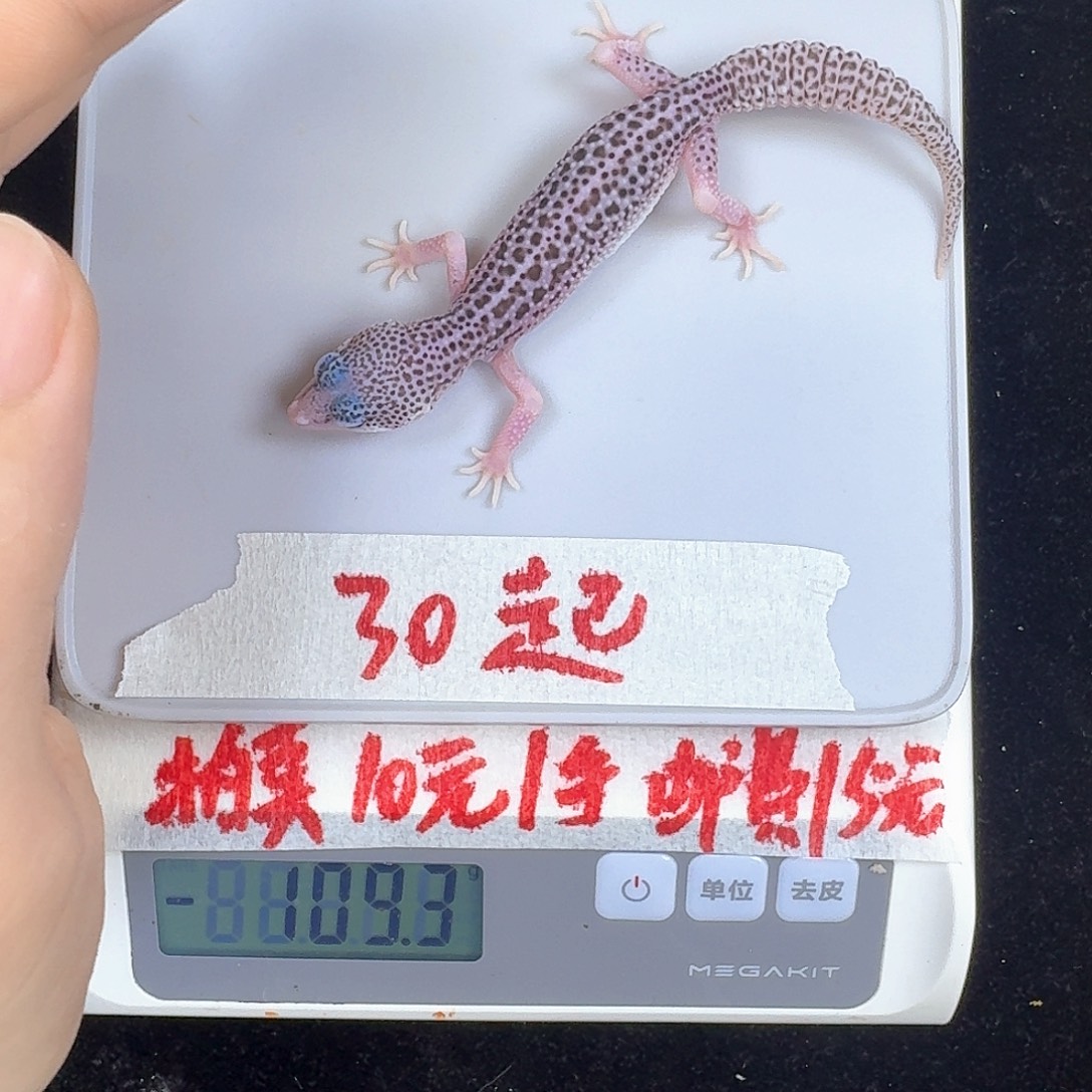 豹纹守宫和H啊哈哈