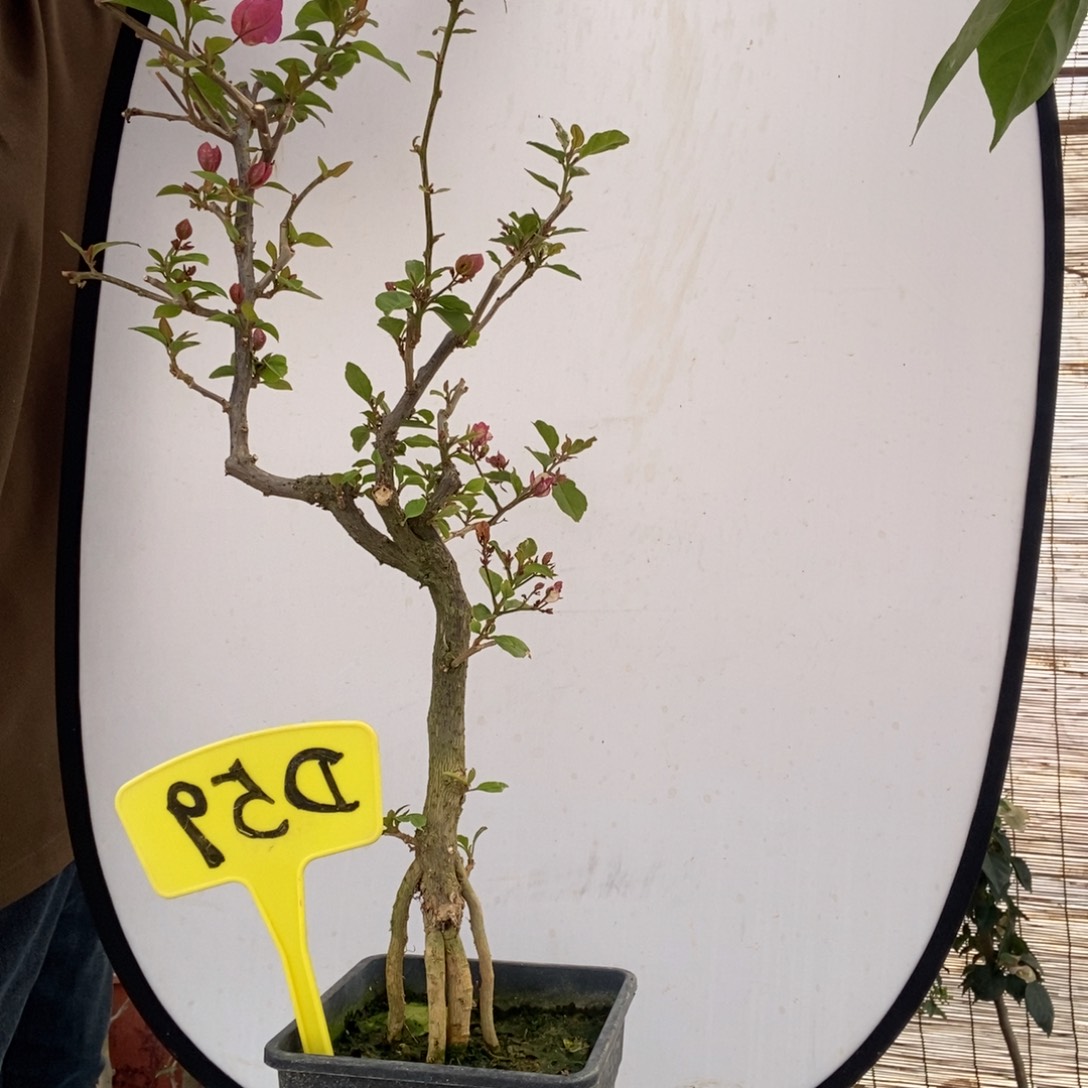 天****乐三角梅红樱蝶D59