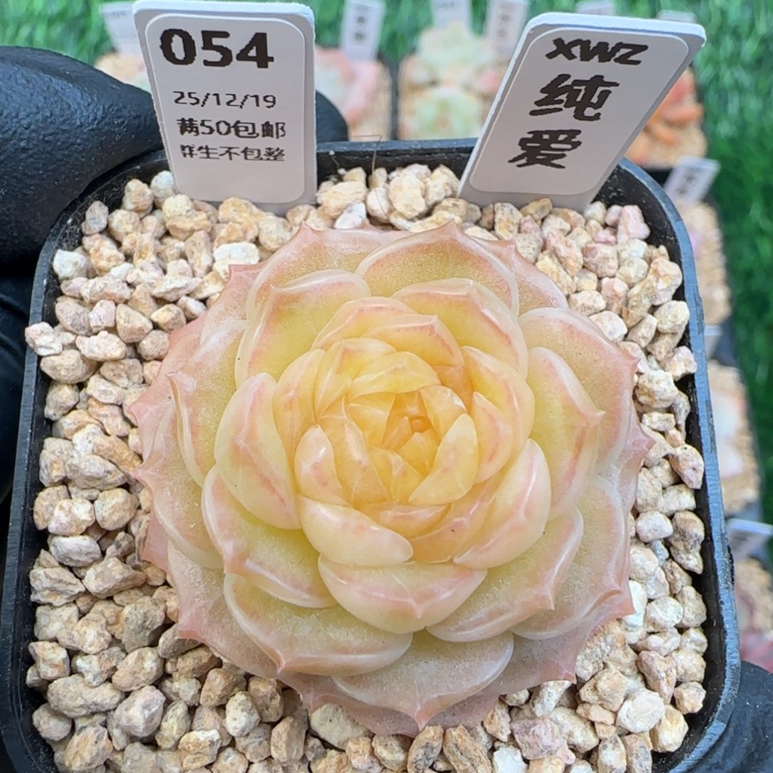 054  纯爱   5厘米盆