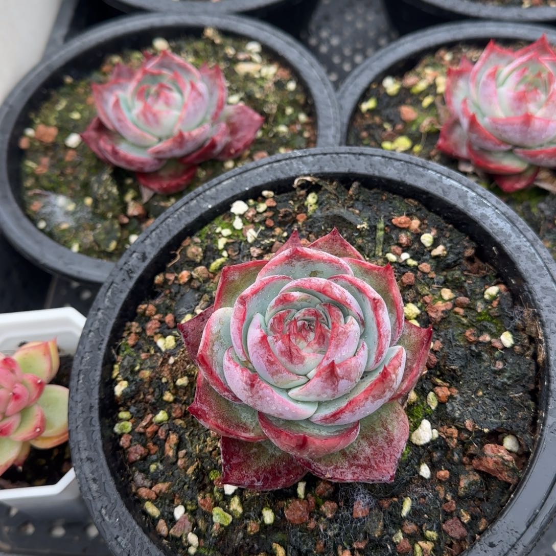 多肉植物惊鸿仙子