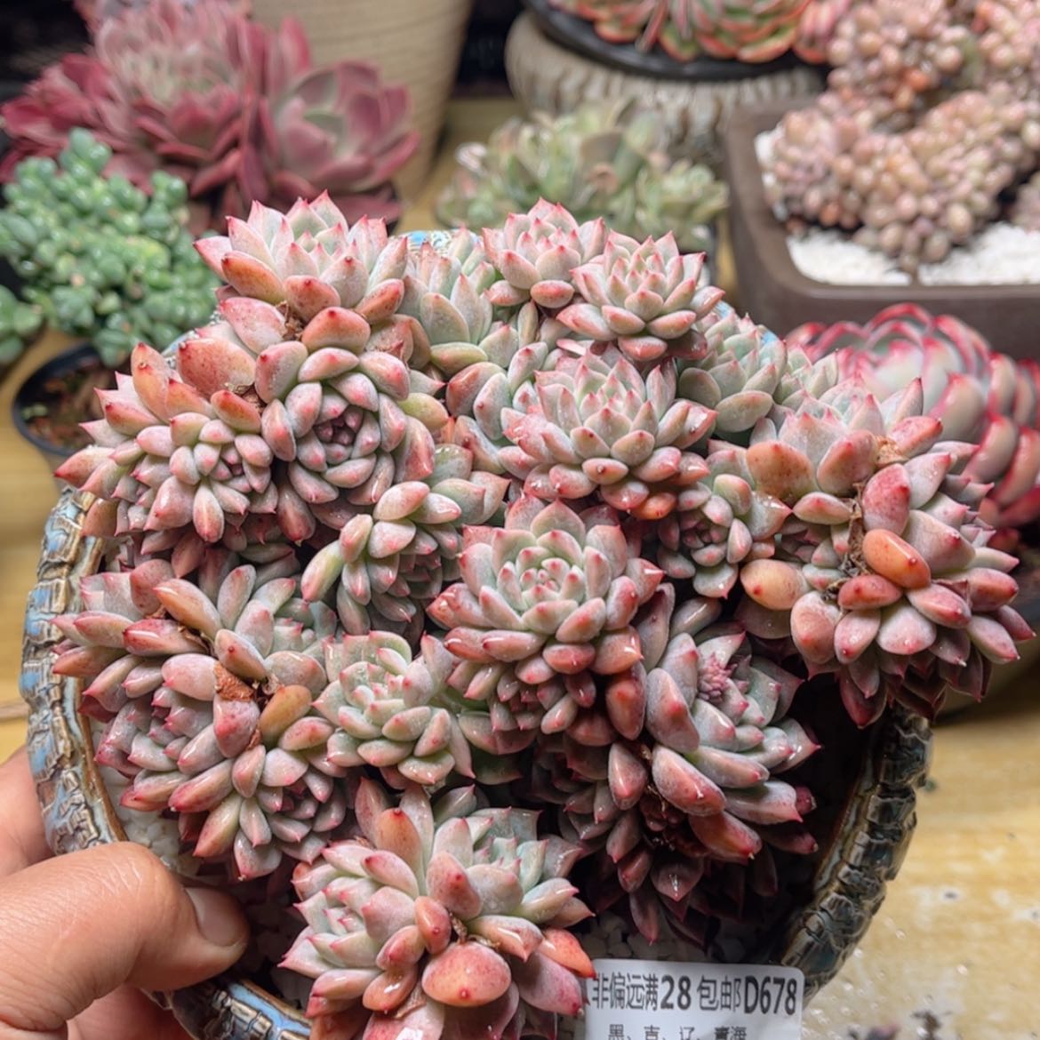 【闪购商品】678霜花