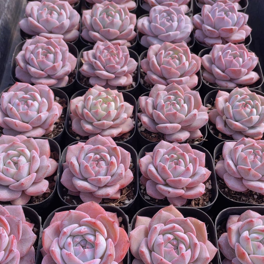 量拍33号 梦橙 单头一个