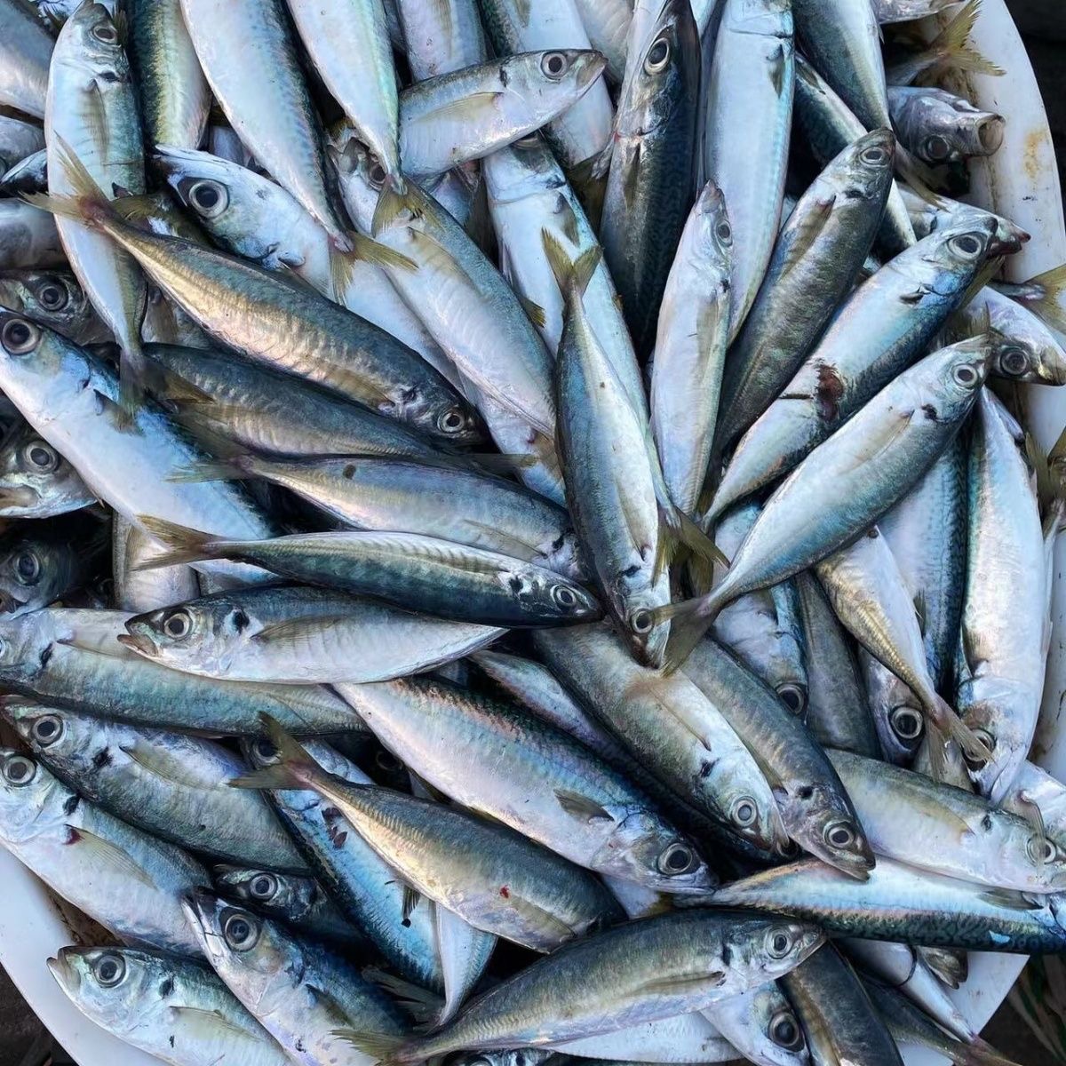 福建泉州巴浪鱼新鲜冷冻海捕美味精选推荐热卖批发顺丰包邮