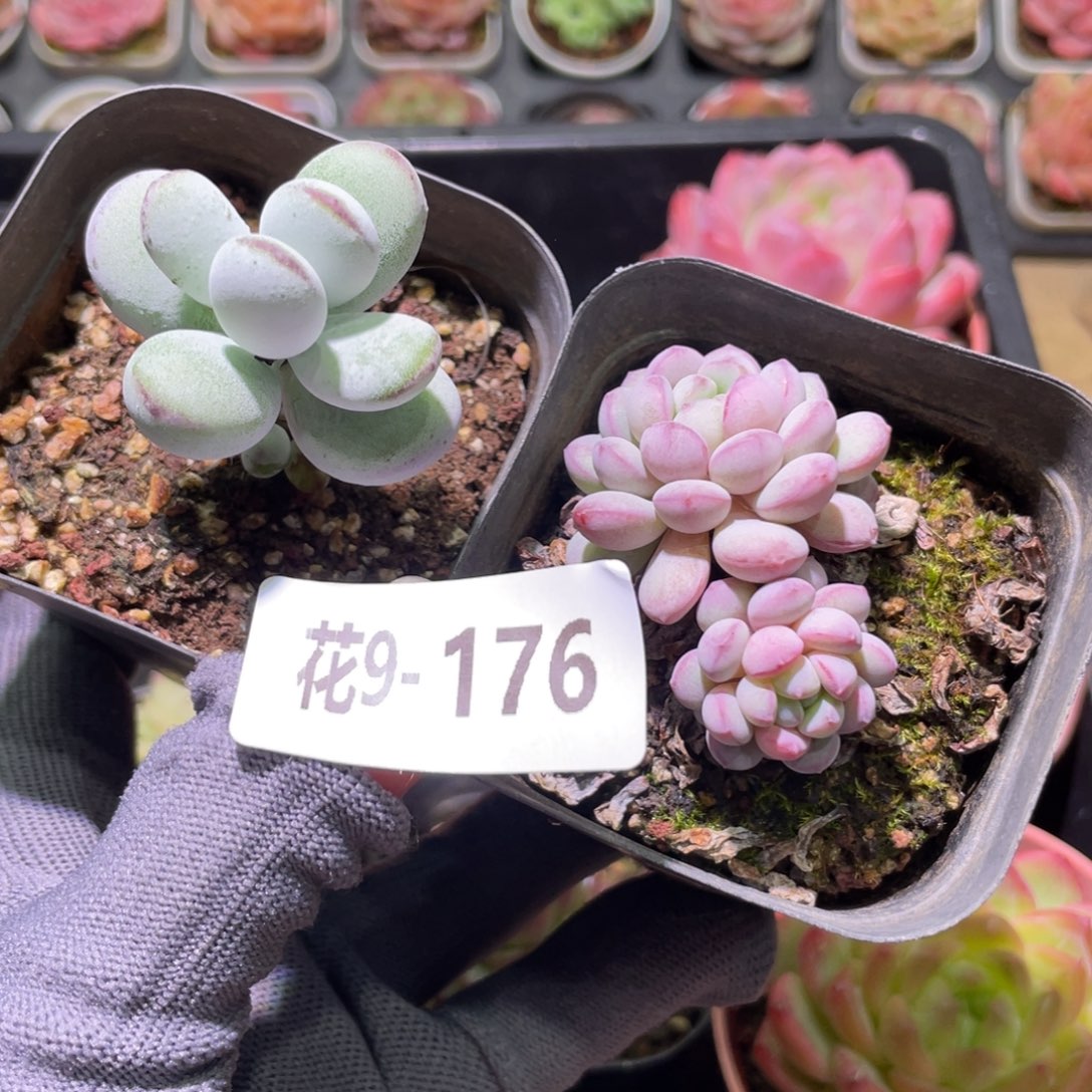 花利美9-176多肉2颗