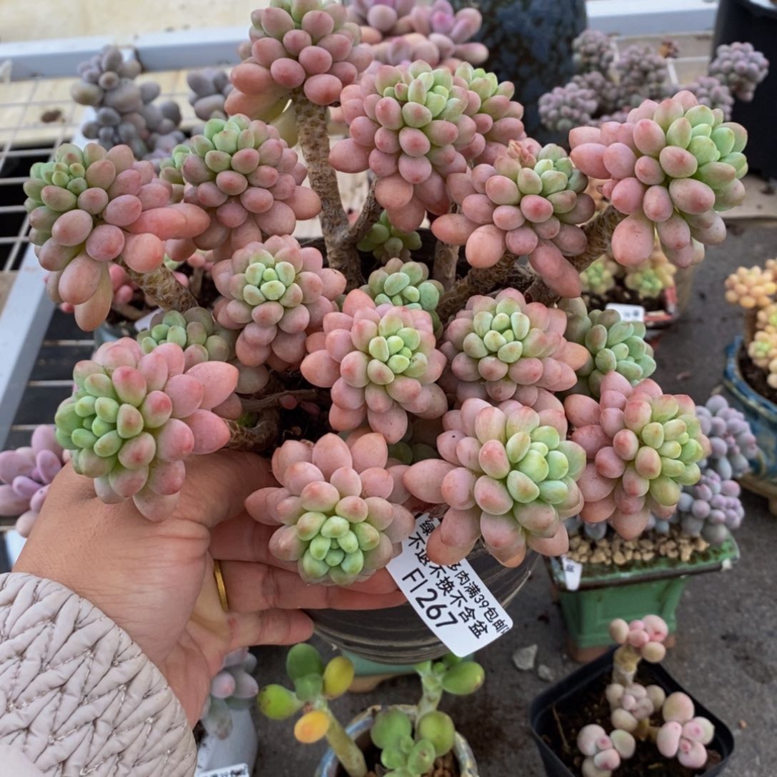 鱼子酱267/18cm的肉