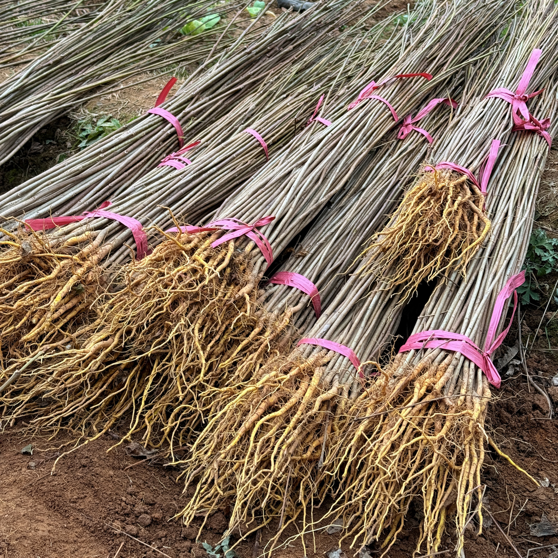 苗王特大粗壮苗正宗厚皮黄柏苗川黄柏药